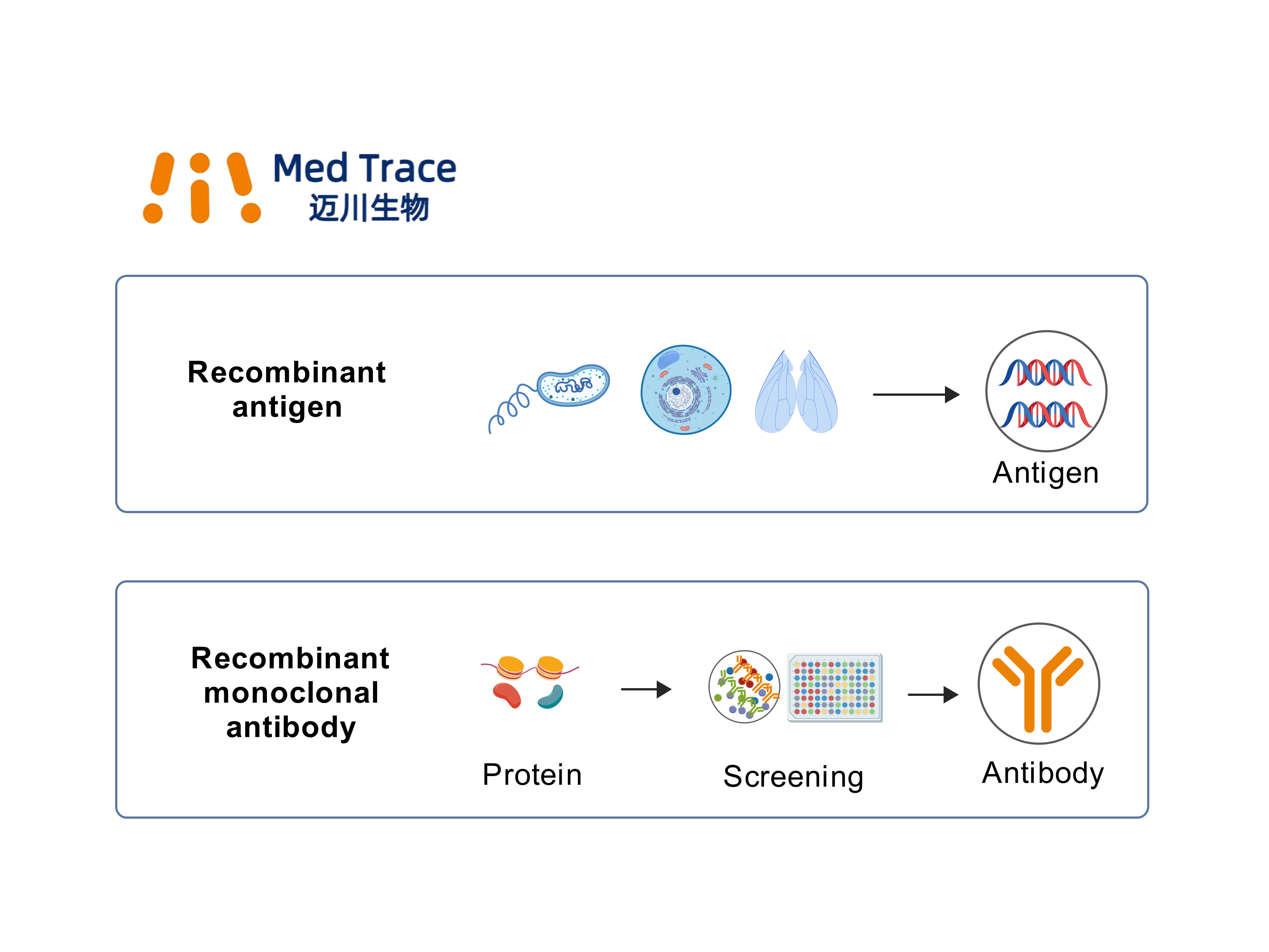 Personalized antibody customization
